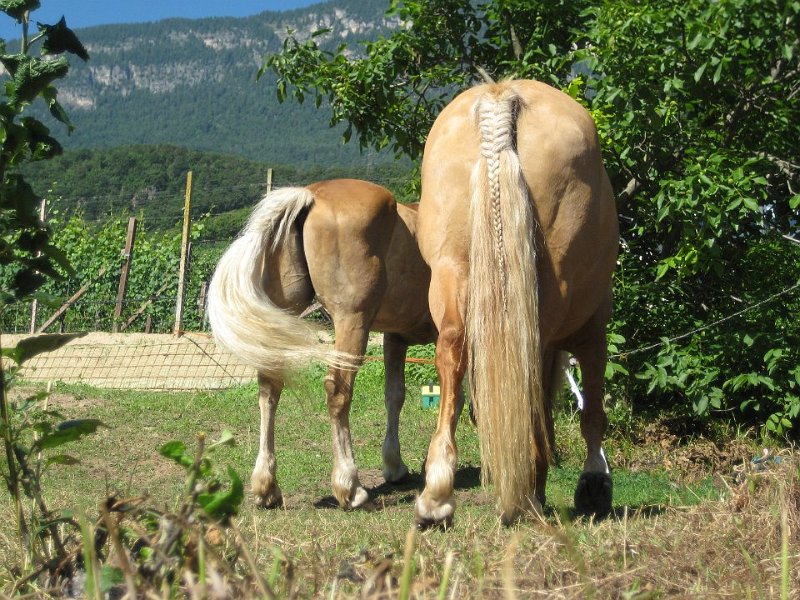 10-06-18 Castelli di Appiano (21)